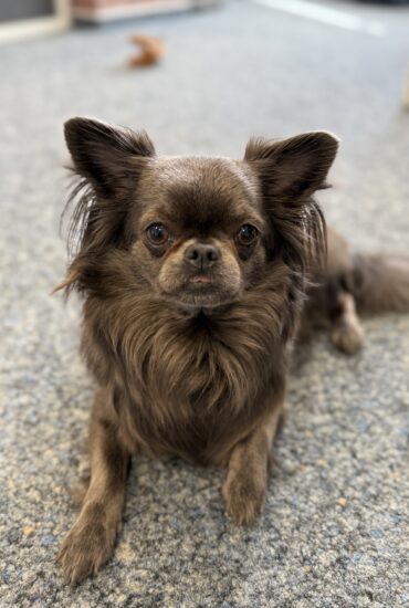 Brauner, langhaariger Chihuahua liegt auf einem graublauen Teppich und blickt direkt in die Kamera.